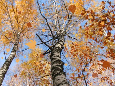 Береза осенью с желтыми листьями Stock Photo | Adobe Stock