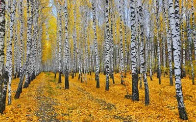 Фотографии Листва Осень береза Природа Леса дерево Времена 1920x1200