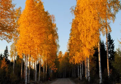 Grove березы осенью. Разветвленные деревья в лесу Стоковое Изображение -  изображение насчитывающей падение, золото: 181754989