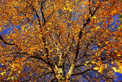 Дерево Береза Поздней Осенью - Бесплатное фото на Pixabay - Pixabay