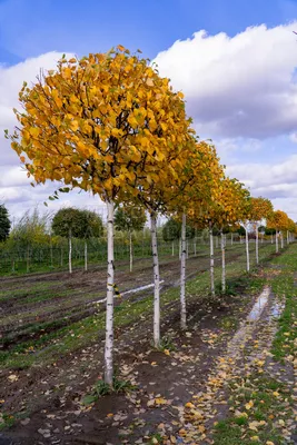 Береза осенью фото дерева фото