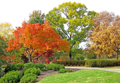 Бесплатное изображение: береза, деревья, осень, дерево, дерево, лес,  пейзаж, лист, рассвет, туман