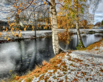 Дерево белой березы осенью 816270 года Стоковое Фото - изображение  насчитывающей бумага, природа: 175751174