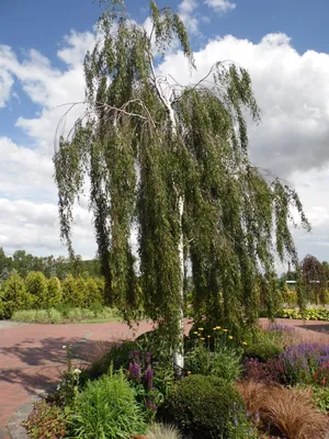 Береза повислая ПУРПУРЕА (BETULA PENDULA) купить в Новосибирске в  Новосибирске