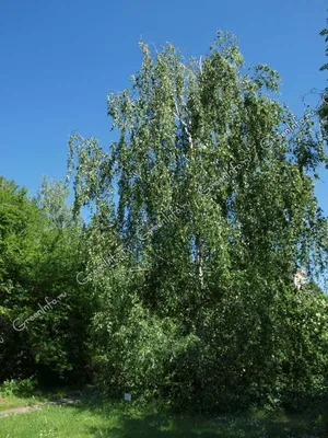 Береза повислая Юнги Betula pendula Youngii