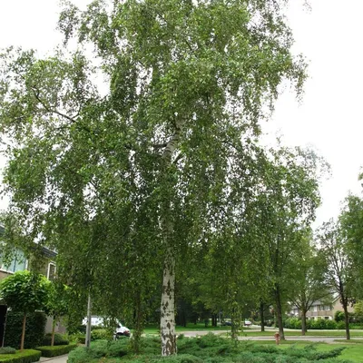 Береза повислая Юнги, Betula pendula `Youngii ` шт 120 с20