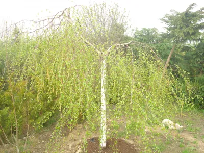 Береза повислая (Betula pendula) саженец, 10 шт. в упаковке в  интернет-магазине VALLES.RU