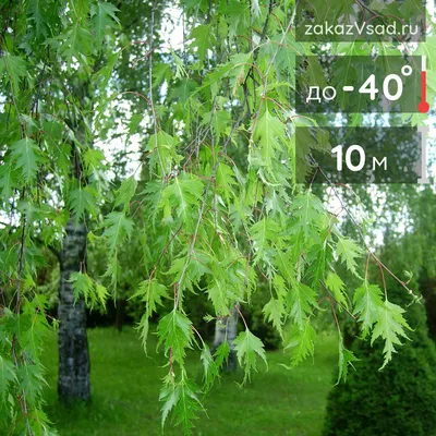 Береза повислая Юнги (Betula pendula Youngii)