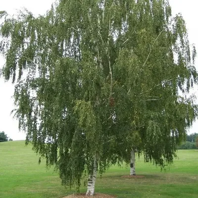 Купить Береза повислая Тристис Betula pendula Tristis - в питомнике Флорини