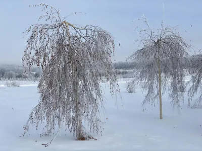 Береза повислая \"Betula pendula\" по цене от 700 купить саженцы из питомника  ЦентроСад | Гарантия, посадка и уход