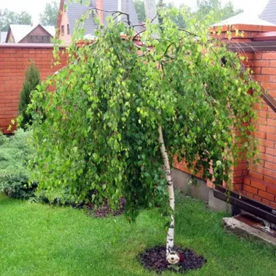 Береза повислая Crispa Betula pendula