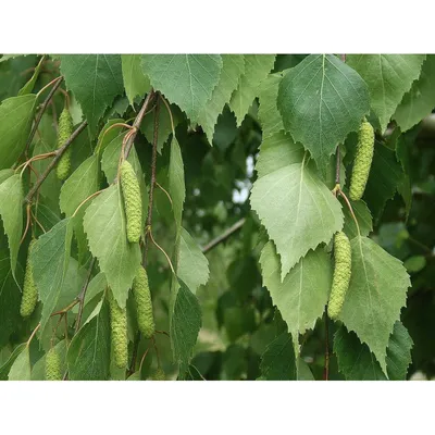 Береза повислая Юнги (Betula pendula Youngii)