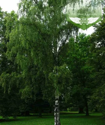 Береза повислая Юнги (Betula pendula Youngii) лиственное дерево. Купить  саженцы в питомнике beltui.by