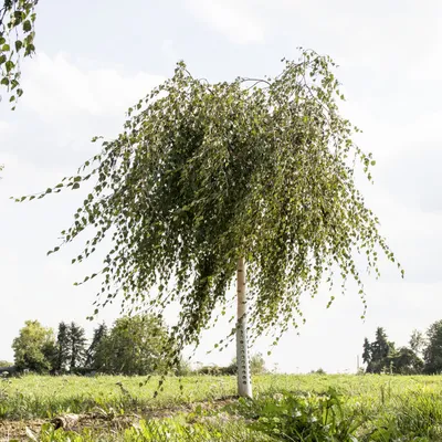 Береза повислая Роял Фрост (Betula pendula Royal Frost) описание, цена.