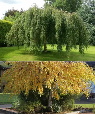 Береза повислая 'Tristis' Betula pendula 'Tristis' - купить в Киеве и  области, справедливая цена - Green Garth (Грин Гарт)