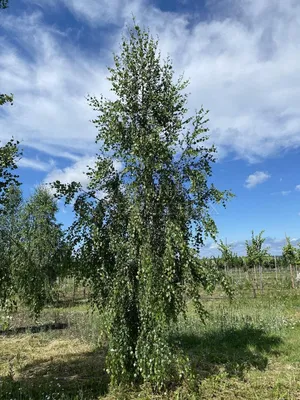 Берёза повислая (бородавчатая) Betula pendula 'Youngii' - купить саженцы в  Минске и Беларуси