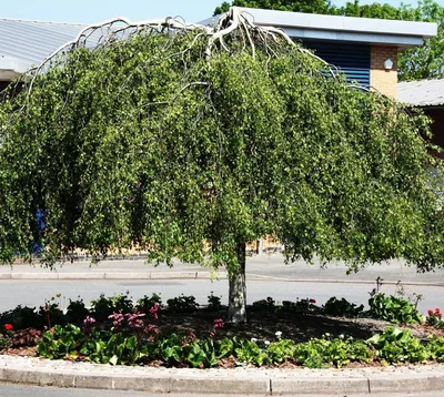 Береза повислая Юнги (Betula pendula Youngii) лиственное дерево. Купить  саженцы в питомнике beltui.by