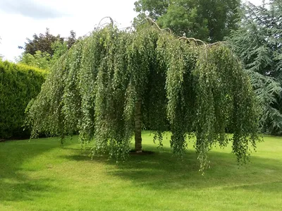 Купить Береза повислая Юнги Betula pendula Youngii - в питомнике Флорини