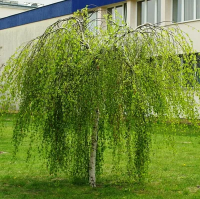 Берёза повислая (бородавчатая) Betula pendula 'Youngii' - купить саженцы в  Минске и Беларуси