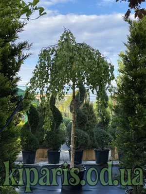 Береза повислая Юнги, Betula pendula `Youngii ` HO 25-30 КОМ