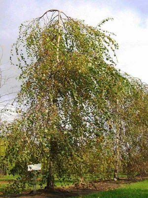 Береза повислая \"Юнги\" (Betula péndula \"Youngii\") - Питомник и Садовый  центр Русские Деревья