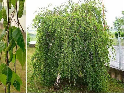 Береза повислая Юнги штамб (Betula pendula Youngii) С35 — Питомник Летний  сад