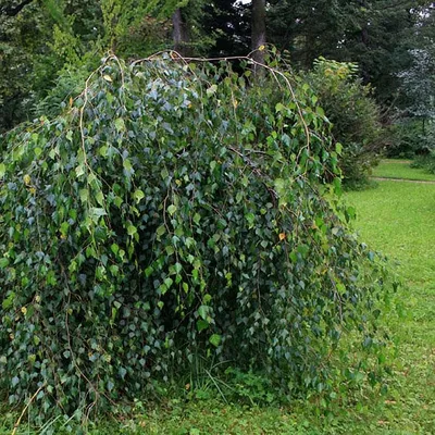 Weeping Birch, Betula pendula 'Youngii' | Betula pendula, Garden trees,  Natural garden