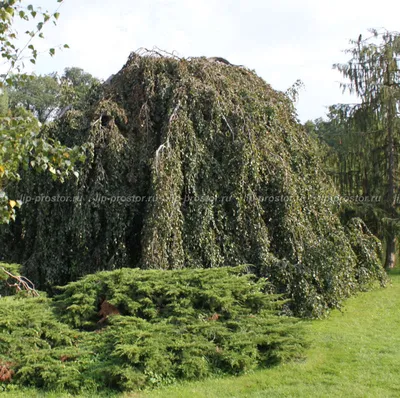 Береза повислая Юнги. (Betula pendula Youngii) купить в интернет-магазине  ЦВІТСАД с доставкой по Украине