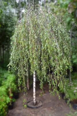 Берёза повислая (плакучая) \"Youngii\" ( Betula pendula Youngii) | Питомник  растений Сосны