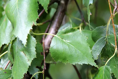 Береза повислая 'Youngii' - Betula pendula 'Youngii', 150-250Ра, С5 купить  в Минске, цены