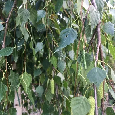 Береза повислая Youngii Betula pendula Youngii