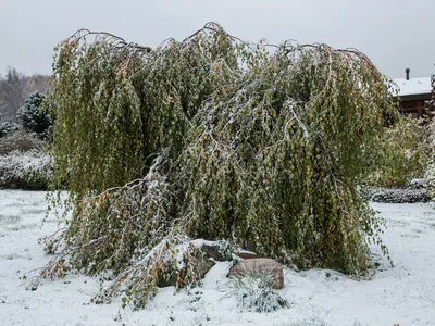 Береза Юнги