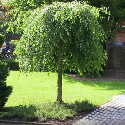 Береза повислая Юнги (Betula pendula Youngii)