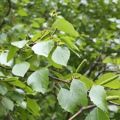 Береза пушистая (Betula pubescens)