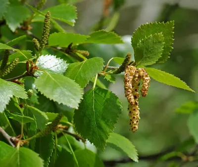 Береза пушистая (Betula pubescens) - Питомник и Садовый центр Русские  Деревья