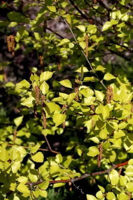 Купить Береза пушистая Betula pubescens - в питомнике Флорини