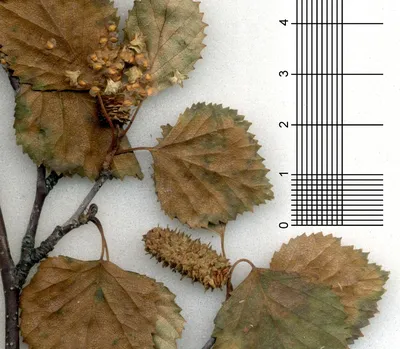 Береза пушистая (Betula Pubescens) по цене от 48000 купить саженцы из  питомника ЦентроСад | Гарантия, посадка и уход