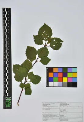 Береза пушистая — В. pubescens Ehrh. | Береза пушистая — В. pubescens Ehrh.