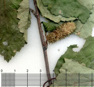 Betula pubescens Ehrh., Берёза пушистая (World flora) - Pl@ntNet identify
