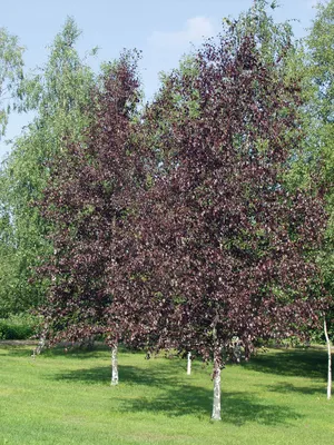 Береза повислая (Betula pendula) \"Royal Frost\" - «Feel Green»