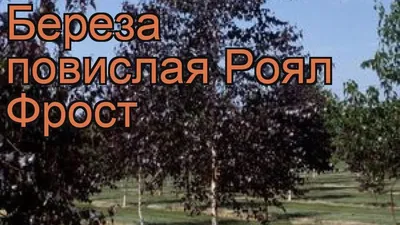 Купить саженцы Береза роял фрост по почте 🌲