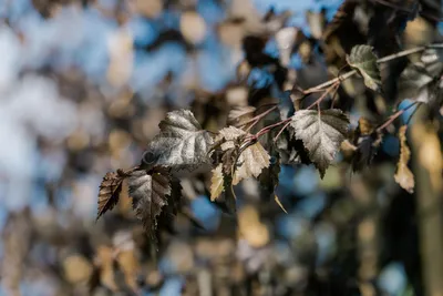 Береза повислая Роял Фрост — Betula pendula Royal Frost и крупномеры купить  в Краснодаре - описание сорта и фото | питомник растений Зеленый капитал