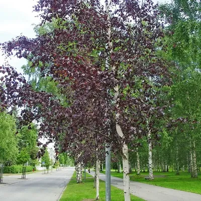 Береза повислая `Роял Фрост`, Betula pendula `Royal Frost`