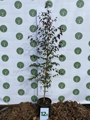 Береза повисла Royal Frost 2 річна, Берёза повислая Роял Фрост, Betula  pendula Royal Frost (ID#1028042056), цена: 155 ₴, купить на Prom.ua