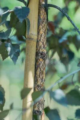 Береза повисла 'Royal Frost' / Betula pendula 'Royal Frost' - Розсадник  декоративних рослин «Зелена Бухта»