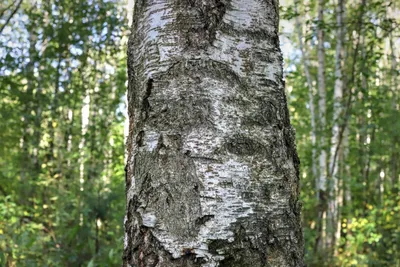 Коллекционный объект БСИ ДВО РАН: Betula schmidtii (Береза Шмидта, б.  железная)