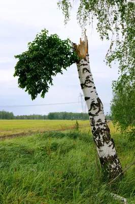 Береза Шмидта или «железная» береза (лат. Betula schmidtii) – Интересные  животные