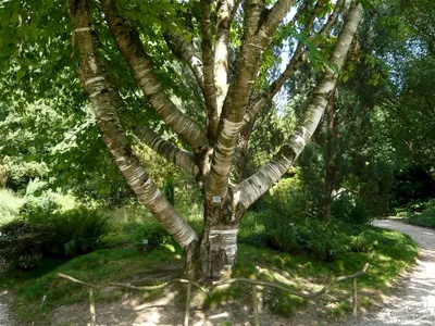 Интересные деревья « Masalov's Family