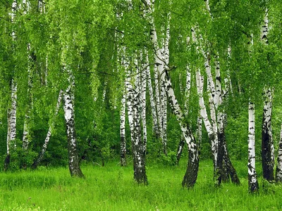 Амурский бархат дерево (68 фото) - 68 фото