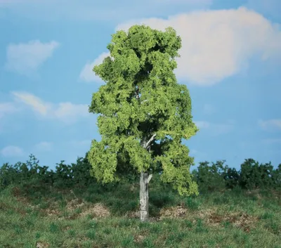 Виртуальное путешествие: Берёза Шмидта. Железное дерево...